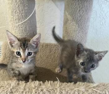 Domestic Short Hair and Dilute Tortoiseshell Cats Available for Adoption in Boca Raton, Florida - Smokie & Sparkle BONDED | PetCurious