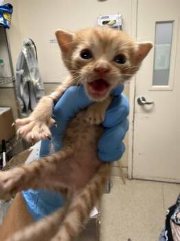 FRED -  Domestic Short Hair Cat for Adoption in Riverside, California - FRED | PetCurious