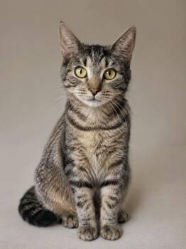 Cuddles -  Domestic Short Hair Cat for Adoption in Columbia, Tennessee - Cuddles | PetCurious