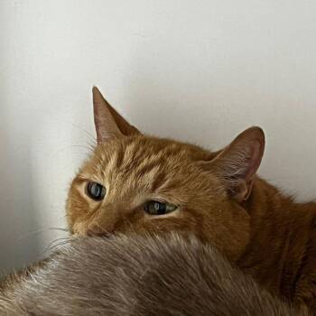 Mandarin -  Domestic Short Hair Cat Available for Adoption in Kingman, Arizona - Mandarin | PetCurious