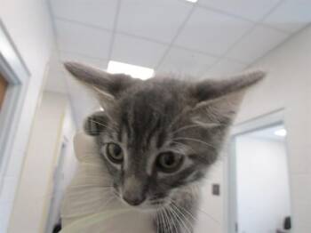 Domestic Short Hair Cats Available for Adoption in Ocala, Florida - A383364 | PetCurious