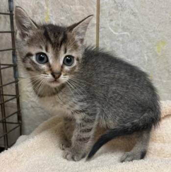 Rocco -  Domestic Short Hair Cat for Adoption in Honolulu, Hawaii - Rocco | PetCurious
