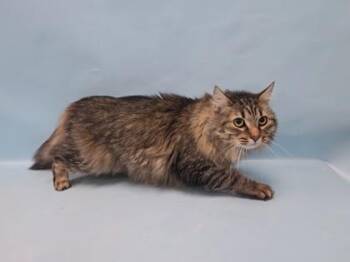 Stitch -  Domestic Long Hair Cat for Adoption in Minneapolis, Minnesota - Stitch | PetCurious