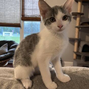 Feta -  Domestic Short Hair Cat for Adoption in Lewis Center, Ohio - Feta | PetCurious