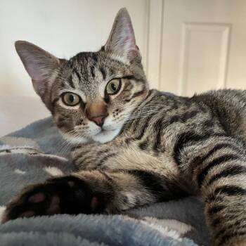 Beau -  Domestic Short Hair Cat for Adoption in Titusville, Florida - Beau | PetCurious