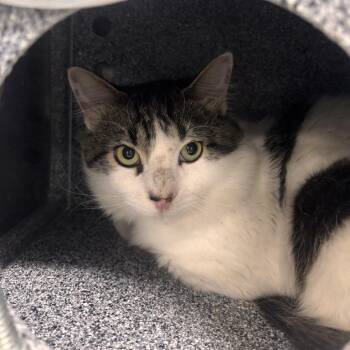 Cornucopia -  Domestic Medium Hair Cat for Adoption in Salt Lake City, Utah - Cornucopia | PetCurious