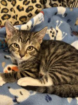Jonah (foster cat) -  Domestic Short Hair Cat for Adoption in Littlestown, Pennsylvania - Jonah (foster Cat) | PetCurious