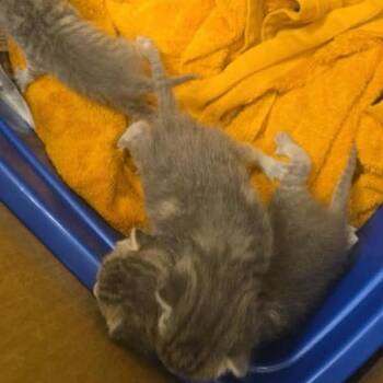 Marlene -  Domestic Short Hair Cat for Adoption in Hemet, California - Marlene | PetCurious