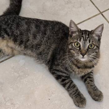 Rescue Domestic Short Hair Cats for Adoption in Jupiter, Florida - Joplin | PetCurious