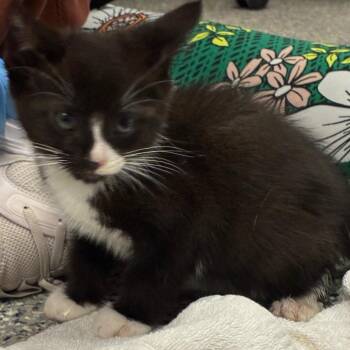 Penguin -  Domestic Short Hair Cat for Adoption in Dearborn, Michigan - Penguin | PetCurious