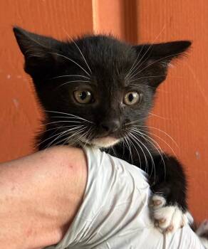 Domestic Short Hair Cats Available for Adoption in Huntington Beach, California - Pete | PetCurious