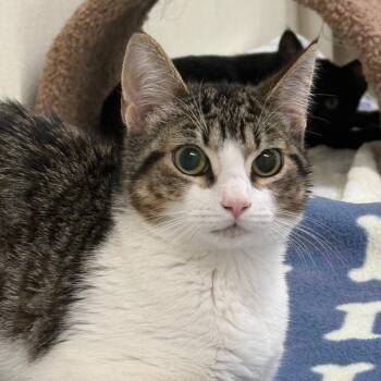 Stardust -  Domestic Short Hair Cat for Adoption in Fort Bragg, California - Stardust | PetCurious