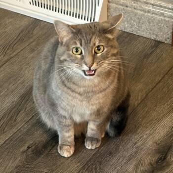 Rescue Domestic Short Hair Cats for Adoption in Foxfield, Colorado - Rose | PetCurious