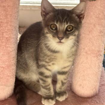 Rescue Domestic Short Hair Cats for Adoption in Springfield, Missouri - Fergus | PetCurious