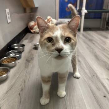 Ventura -  Domestic Short Hair Cat for Adoption in St. Louis, Missouri - Ventura | PetCurious