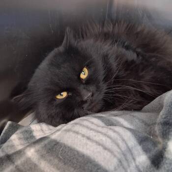 Domestic Medium Hair Cats Available for Adoption - Ben | PetCurious