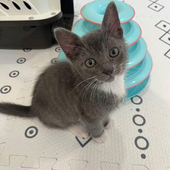 Patterson -  Domestic Short Hair Cat for Adoption in Alexandria, Virginia - Patterson | PetCurious