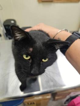 Rescue Domestic Short Hair Cats for Adoption in Disputanta, Virginia - Dagger | PetCurious