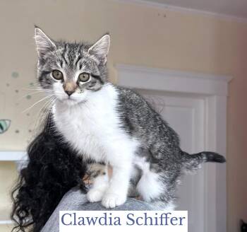 Clawdia Schiffer -  Domestic Medium Hair Cat Available for Adoption in Berkeley Springs, West Virginia - Clawdia Schiffer | PetCurious