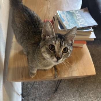 Katniss -  Domestic Short Hair Cat for Adoption in Denver, Colorado - Katniss | PetCurious