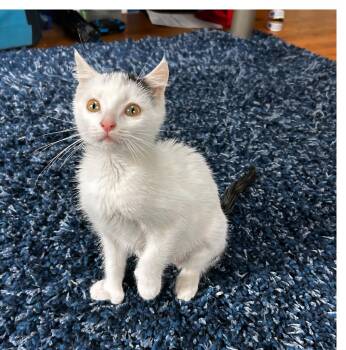 Domestic Short Hair Cats Available for Adoption in Washington, Pennsylvania - Gucci | PetCurious