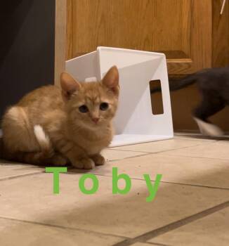 Domestic Short Hair Cats Available for Adoption in West Peoria, Illinois - Toby (Dark Green) B. | PetCurious