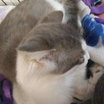 Darla -  Domestic Medium Hair Cat for Adoption in PORT WENTWRTH, Georgia - Darla | PetCurious