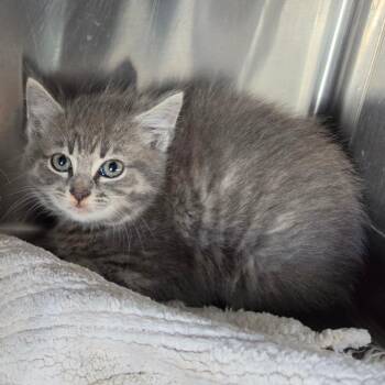 Domestic Medium Hair Cats Available for Adoption in Jefferson City, Tennessee - Catwoman | PetCurious