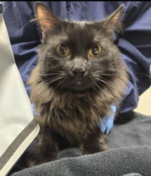 Handsome -  Domestic Long Hair Cat for Adoption in Sherwood, Oregon - Handsome | PetCurious