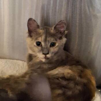 Domestic Medium Hair Cats Available for Adoption - Violet | PetCurious