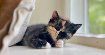 Annabelle -  Domestic Short Hair Cat for Adoption in Richmond, Virginia - Annabelle | PetCurious