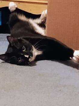 Domestic Short Hair Cats Available for Adoption - Onyx Ax & Q-Tip- BONDED PAIR | PetCurious