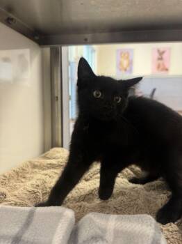 Nyon -  Domestic Short Hair Cat for Adoption in Hilton Head Island, South Carolina - Nyon | PetCurious
