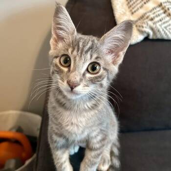 Missy -  Domestic Short Hair Cat for Adoption in Hemet, California - Missy | PetCurious