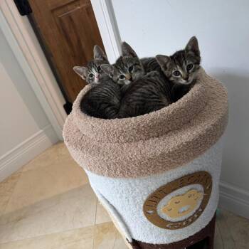 Frankie -  Domestic Short Hair Cat for Adoption in Fort Lauderdale, Florida - Frankie | PetCurious