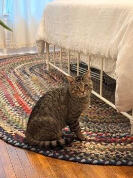 Domestic Short Hair Cats Available for Adoption in Tonawanda, New York - Bruce | PetCurious