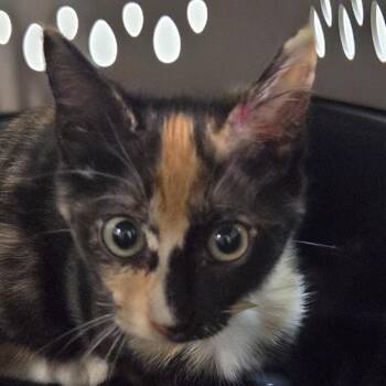 Kali -  Domestic Short Hair Cat for Adoption in Leander, Texas - Kali | PetCurious