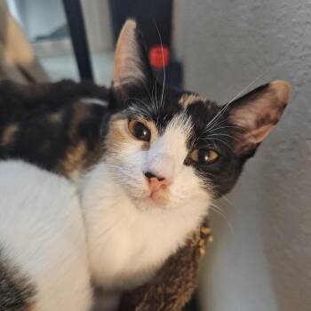 El -  Domestic Short Hair Cat for Adoption in Bulverde, Texas - El | PetCurious