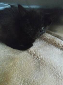 Kit Kit -  Domestic Short Hair Cat for Adoption - Kit Kit | PetCurious