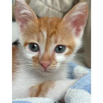 Noah Sebastian 23 -  Domestic Short Hair Cat for Adoption in Austin, Texas - Noah Sebastian 23 | PetCurious