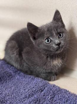 Fox -  Domestic Short Hair Cat for Adoption in Hackensack, Minnesota - Fox | PetCurious