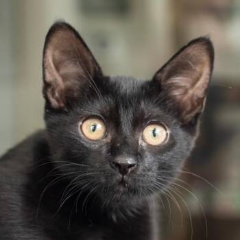 Dolly -  Domestic Short Hair Cat for Adoption in Middletown, Rhode Island - Dolly | PetCurious