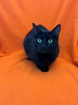 ONYX -  Domestic Short Hair Cat for Adoption in Forney, Texas - ONYX | PetCurious