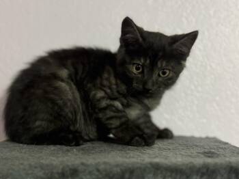 Charcoal -  Domestic Short Hair Cat for Adoption in Gillette, Wyoming - Charcoal | PetCurious