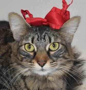 Rescue Domestic Short Hair Cats for Adoption in Springfield, Ohio - Eden | PetCurious