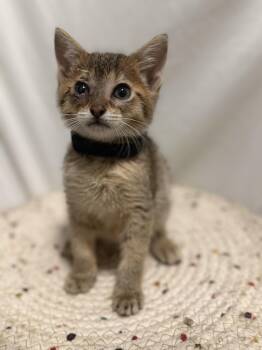 Hugo -  Abyssinian Cat for Adoption in Hoffman Estates, Illinois - Hugo | PetCurious