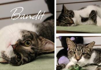 Domestic Short Hair Cats Available for Adoption in Pierceton, Indiana - Bandit | PetCurious