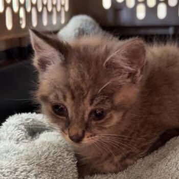 Bogart -  Domestic Short Hair Cat for Adoption in Mt. Juliet, Tennessee - Bogart | PetCurious