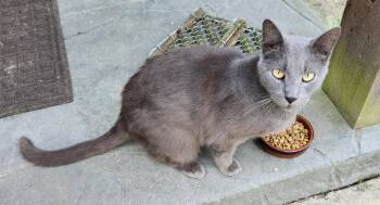 Russian Blue Cats Available for Adoption in North East, Maryland - "BLUE" | PetCurious