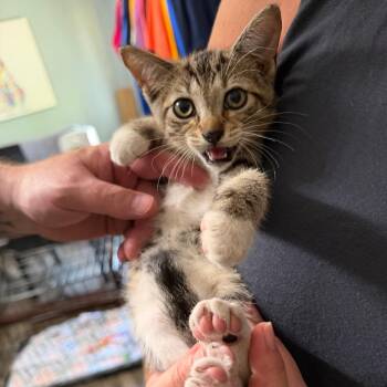 Scritches -  Domestic Short Hair Cat for Adoption in Sequatchie, Tennessee - Scritches | PetCurious